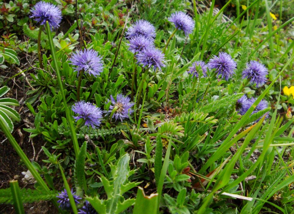 Globularia cordifolia / Vedovella celeste